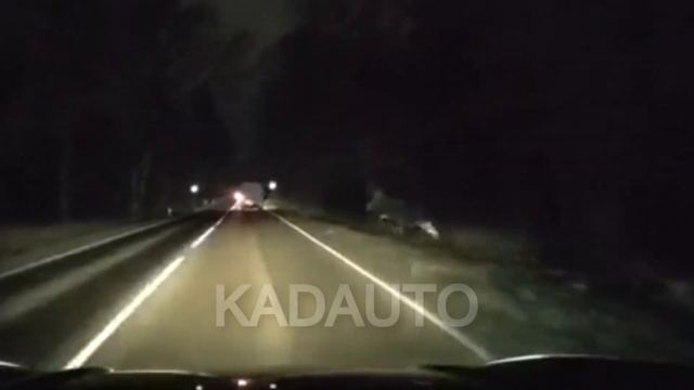 Лось на дороге Калининград - Балтийск. 09.11.21 смотреть онлайн