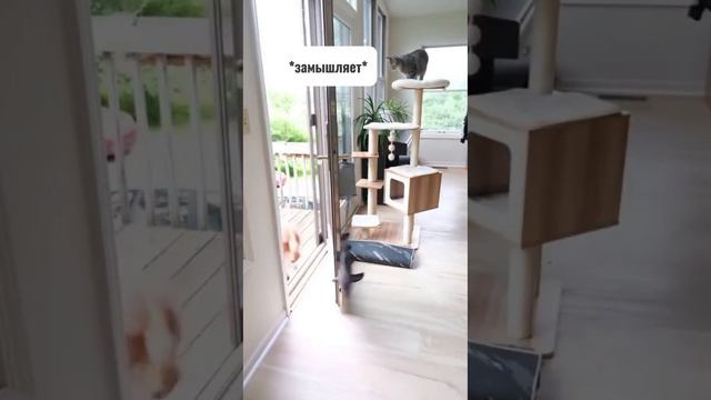 Как избавиться от собакена. смотреть онлайн