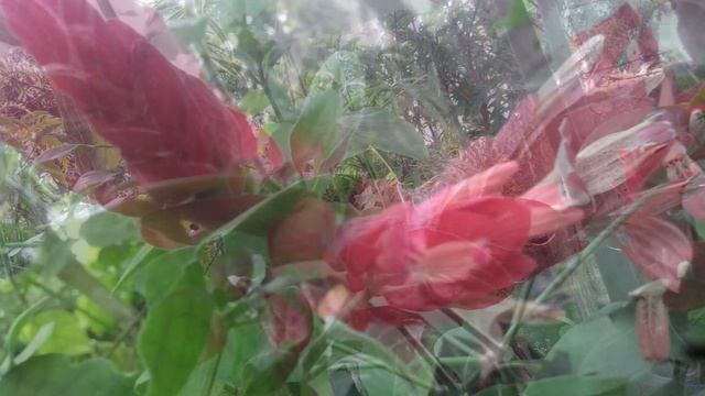 Beloperone Guttata \\ Bunga Lilin Merah