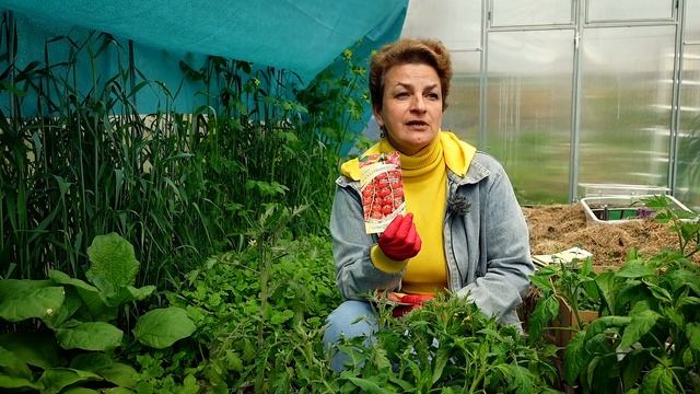 На сидератах томаты растут как на дрожжах | Секреты выращивания помидор от Наталии Петренко смотреть онлайн