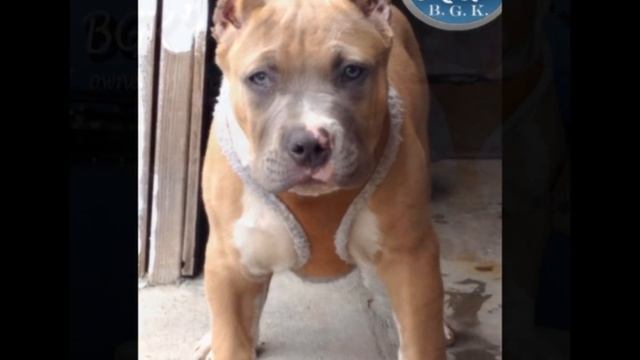 pitbull puppies for sale, The largest bully blue pitbull, BGK's The Rock, bully blue pitbull puppy смотреть онлайн