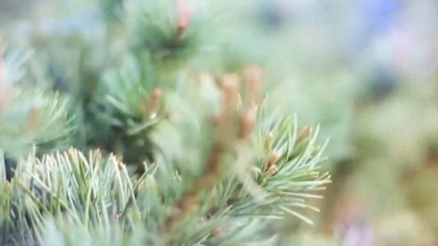 Новогодние истории. Часть 1. Что такое Новый год или приключения в царстве Деда Мороза смотреть онлайн