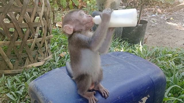 Smart  Baby Monkey Molly..