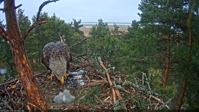 Орлан-белохвост. Кормление птенцов. (Часть 3) смотреть онлайн