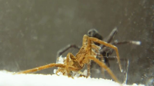 БИТВА НАСЕКОМЫХ/БОИ ПАУКОВ смотреть онлайн