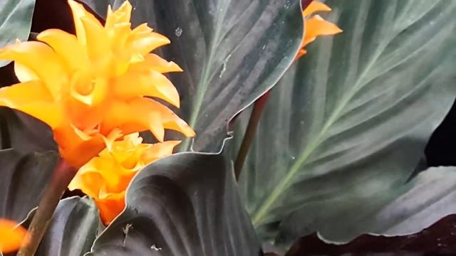 Calathea Crocata смотреть онлайн