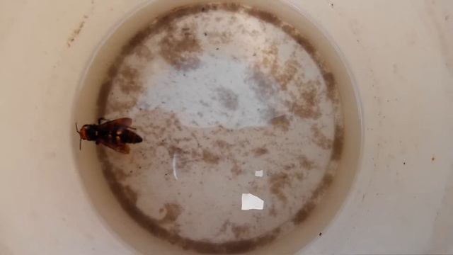 Оса больших размеров плавает в ведре с вобдой смотреть онлайн