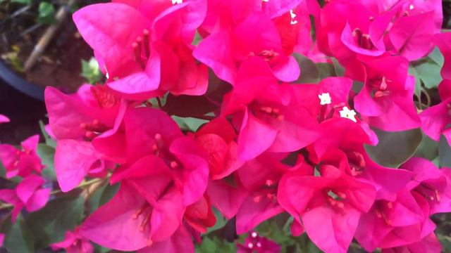 Edible flowers in the garden - Bougainvillea - Garden Therapy смотреть онлайн