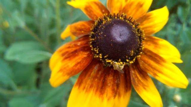 РУДБЕКИЯ цветы, Rudbeckia flower видео (очень долго цветет) смотреть онлайн