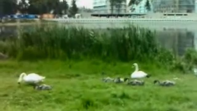 Лебедята смотреть онлайн