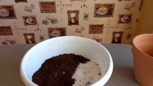 5 главных ошибок при выращивании фикуса Бенджамина (Наташа)
Обрезка фикуса.