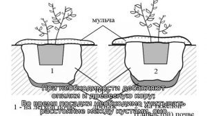 Голубика Блюкроп