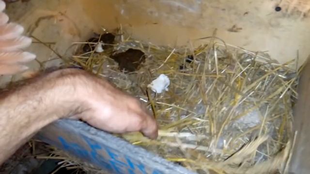 Несушка ,вывод цыплят смотреть онлайн