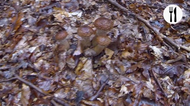 Armillaria ostoyae, wild Mushroom Search, edible wild mushrooms смотреть онлайн