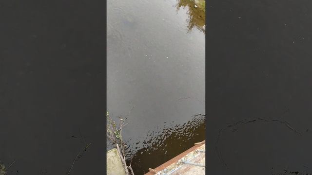 горбуша идет на нерест на Сахалине смотреть онлайн