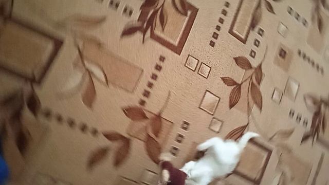 Наш котик