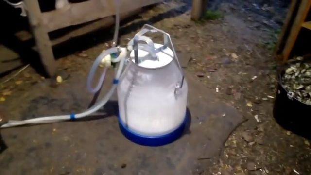 дойка в прозрачный подойник плюсы и минусы//вечерняя подкормка для коров смотреть онлайн