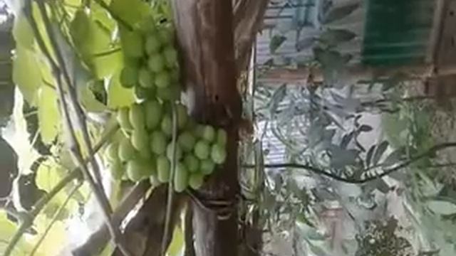 a grape tree : React World смотреть онлайн