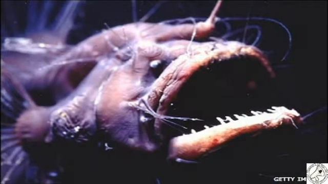 Facts of Angler fish,that make you insane смотреть онлайн