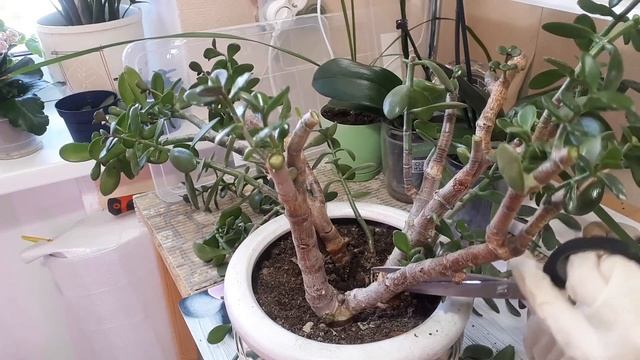 ТОЛСТЯНКА! РАДИКАЛЬНАЯ ОБРЕЗКА старого растения! смотреть онлайн