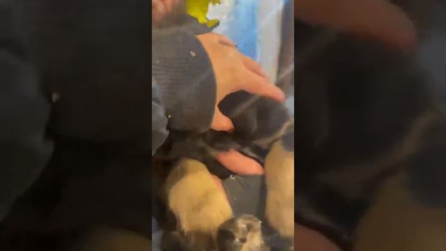ПРОДАЁТСЯ МАЛЬЧИК ПОРОДЫ ТИБЕТСКИЙ МАСТИФ. ДОСТАВКА В ЛЮБУЮ ТОЧКУ МИРА. В ПИТОМНИКЕ ЕСТЬ ЕЩЁ ЩЕНКИ.