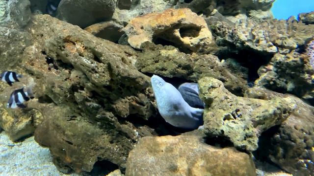 Океанариум. Екатеринбург смотреть онлайн