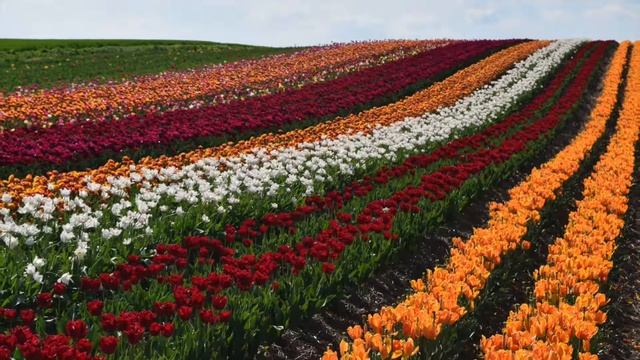 Германия - тоже страна тюльпанов! смотреть онлайн
