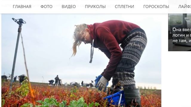 ЧТО! эти люди ДЕЛАЮТ! в болоте! А ведь МЫ это ЕДИМ.... смотреть онлайн
