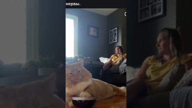 Кот. Игра на нервах 😁 смотреть онлайн