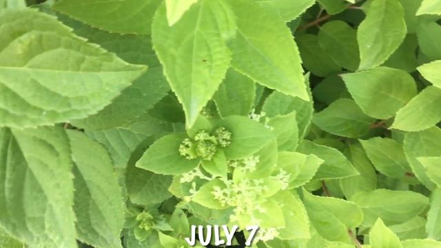 Hydrangea Magical Candle First Season