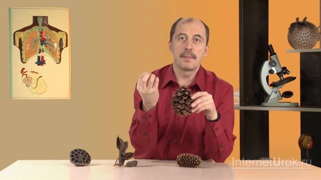 Покрытосеменные, или Цветковые. Видеоурок по биологии 5 класс смотреть онлайн