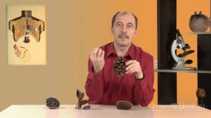 Покрытосеменные, или Цветковые. Видеоурок по биологии 5 класс