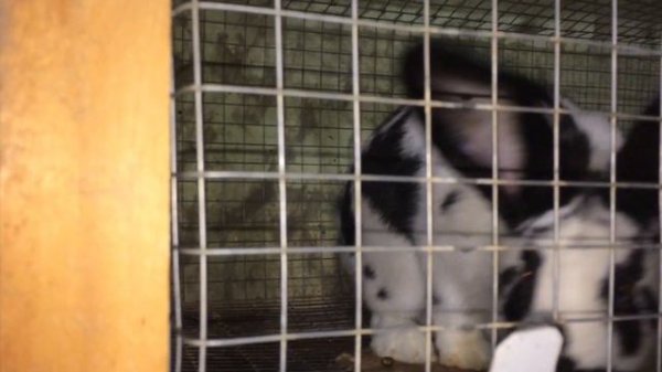 Ночной обход! Ниппельная поилка потекла!