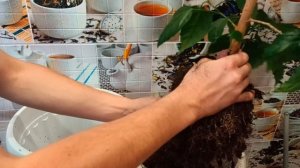 Гибискус Пересадка гибискуса Hibiscus Китайская роза Как цветок Розу зимой | пересадить цветы зимой