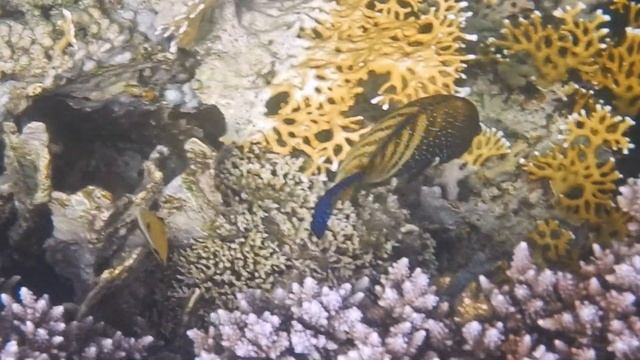 Snorkeling Brayka Bay, Marsa Alam - Nikon Coolpix W300 смотреть онлайн