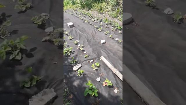 Клубника выращивание смотреть онлайн
