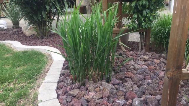 demarrage express des miscanthus sinensis zebrinus смотреть онлайн