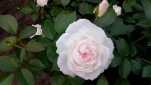 Стефани Баронин Цу Гуттенберг ! Ещё один шедевр Тантау, второе цветение!