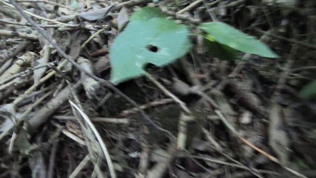 ПеночкаЗеленая180612 1 12июн Яйца, вылет из гнезда ОП 4k50fps