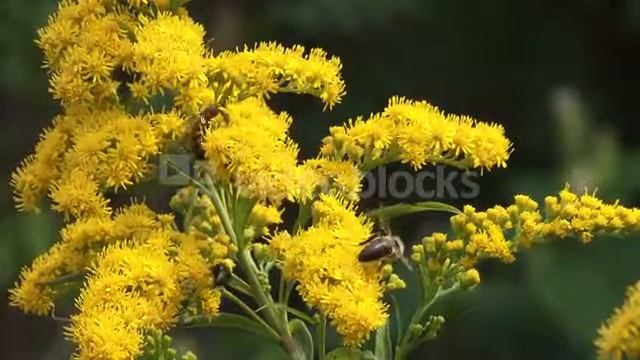 SOLIDAGO CANADENSIS CANADA GOLDENROD WITH HONEYBEES CLOSE UP SINCE IT FLOWERS LATE IN THE SUMMER SO смотреть онлайн