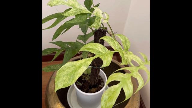 Epipremnum Pinnatum (EP) Bali Hanoman . @KayleeEllenOfficial  @sydneyplantguy @PinoyPlantito