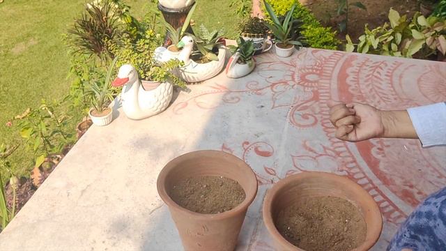 How to grow Bulbs correctly - Tricks, Hacks & Techniques смотреть онлайн