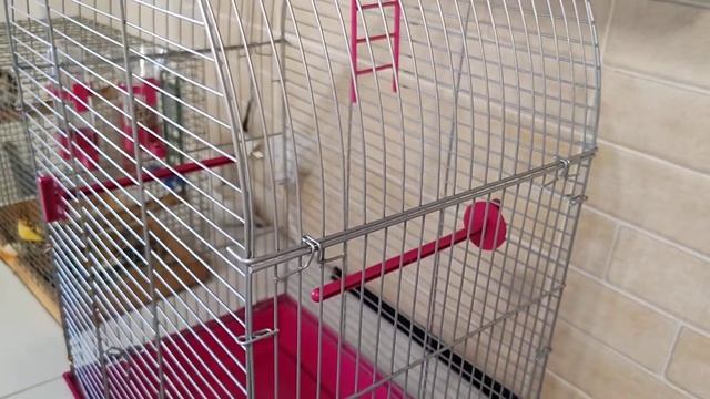 ? Купили клетку для птички Чика на валдбирис. Небольшой совет по сборке. смотреть онлайн