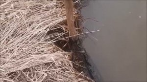 Охота с лайкой на бобра. Батины бобровые  ловы.