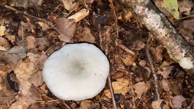 Clitocybe odora (Говорушка анисовая), October 10, 202 смотреть онлайн