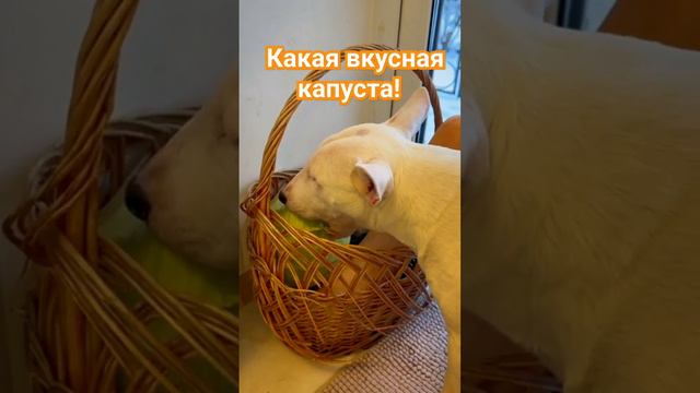 Бультерьер любит капусту! 😄 смотреть онлайн