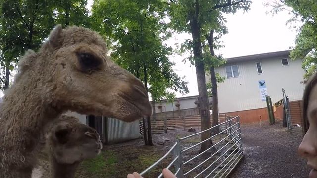 Promised Land Zoo and Titanic Museum in Branson MO смотреть онлайн