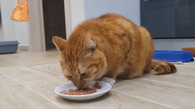 Обзор Влажных Кормов для Котов TOMi 2019. Блог Кота Альфа. Корм Супер Премиум для Котов смотреть онлайн