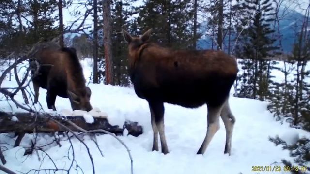 Лоси кайфуют на солонце в Бурятии смотреть онлайн