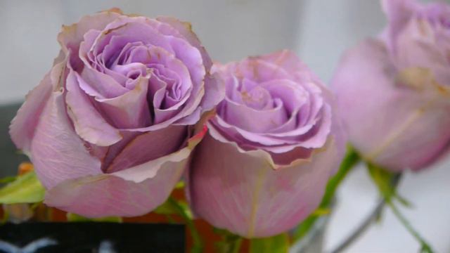 Выбор цветов на разные случаи жизни смотреть онлайн